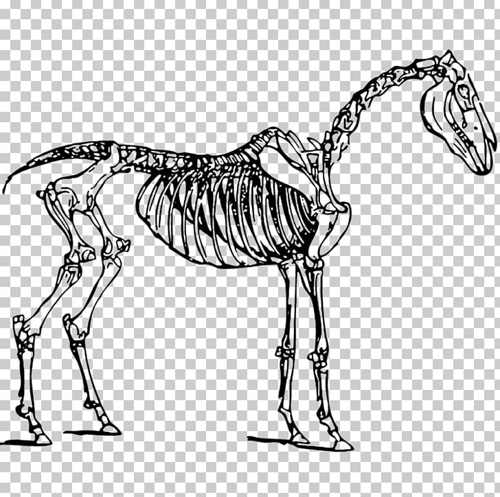 Horse Skeleton Skull PNG, Clipart, Anatomy, Black And White, Bone, Carnivoran, Fauna Free PNG Download