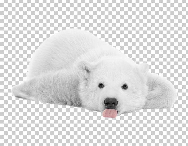 Polar Bear Icon PNG, Clipart, Animals, Arctic, Arctic Elements, Baby Bear, Bear Free PNG Download