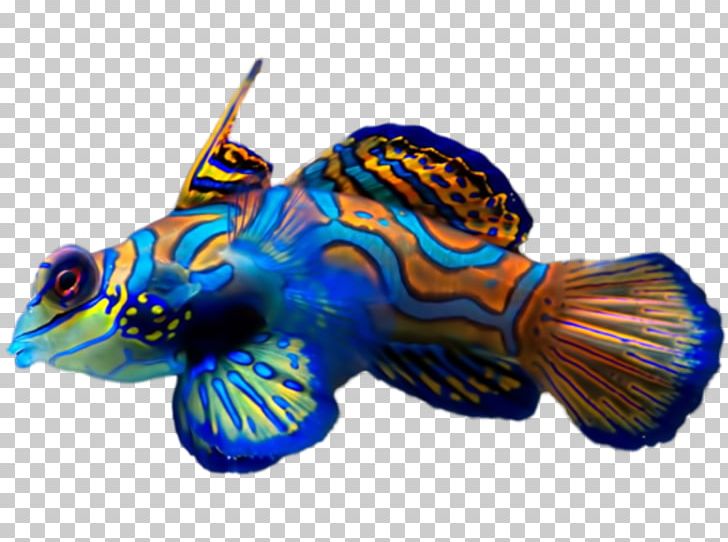 Synchiropus Splendidus Tropical Fish Dragonet Clownfish PNG, Clipart, Animals, Aquarium, Aquariums, Cobalt Blue, Coral Reef Fish Free PNG Download