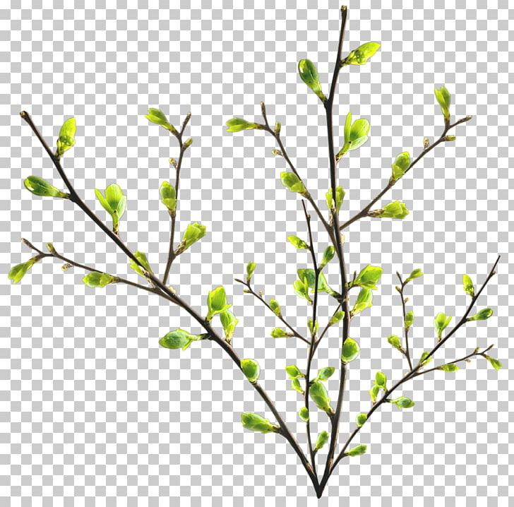 Twig Branch Tree Leaf Portable Network Graphics PNG, Clipart, Branch, Computer Icons, Encapsulated Postscript, Flora, Flower Free PNG Download
