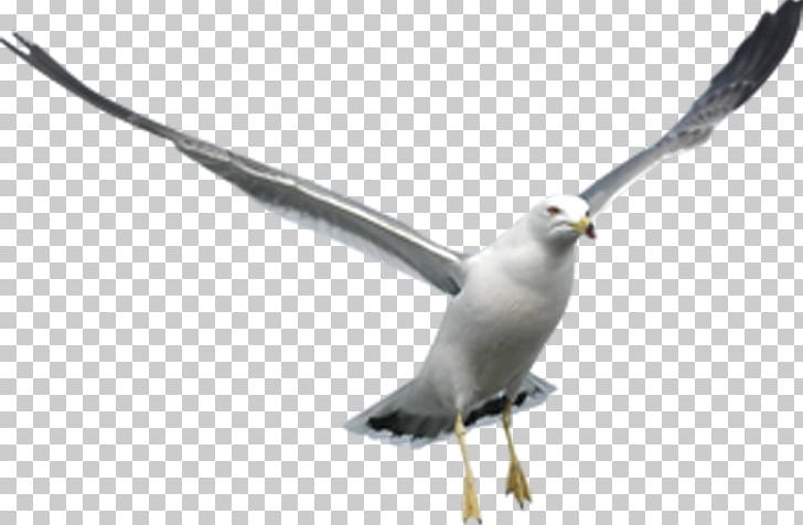 Columbidae Bird PNG, Clipart, Animals, Archive File, Beak, Bird, Bird Bird Free PNG Download