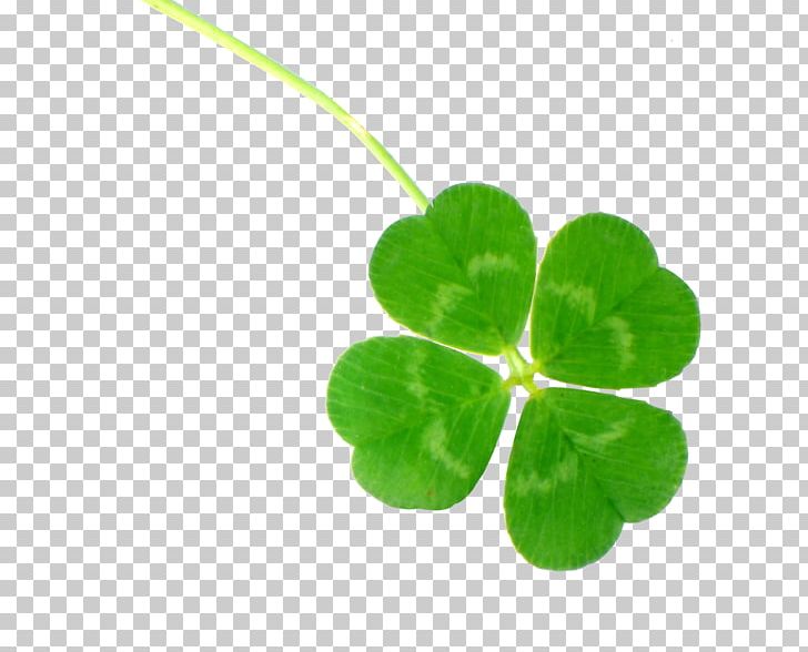 Four-leaf Clover Clover Culture Luck PNG, Clipart, 4 Leaf Clover, Aoa, Clover, Clover Border, Clover Leaf Free PNG Download