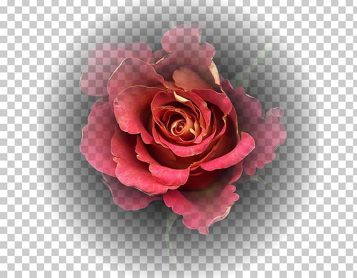 Garden Roses Cut Flowers Cabbage Rose Photography PNG, Clipart, Cabbage Rose, Camellia, China Rose, Computer Wallpaper, Cut Flowers Free PNG Download