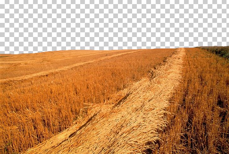 Saskatoon Wheat Harvest Photography PNG, Clipart, Agriculture, Canada, Cereals, Commodity, Crop Free PNG Download