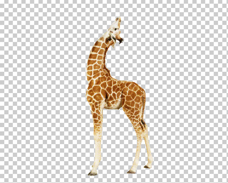 Giraffe Giraffidae Animal Figure Wildlife Snout PNG, Clipart, Animal Figure, Fawn, Giraffe, Giraffidae, Neck Free PNG Download