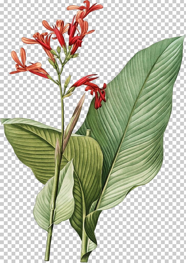 Botany Botanical Illustration Art Printmaking PNG, Clipart, Arrowroot Family, Art, Botanical Illustration, Botany, Canna Free PNG Download