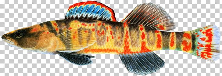 Cumberland Darter Fish Striped Bass Arrow Darter PNG, Clipart, Animal, Bass, Darter, Drawing, Fish Free PNG Download