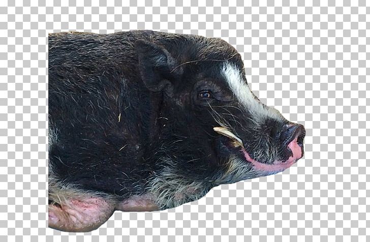 Wild Boar Fur Snout PNG, Clipart, Fur, Livestock, Pig, Pig Like Mammal, Snout Free PNG Download