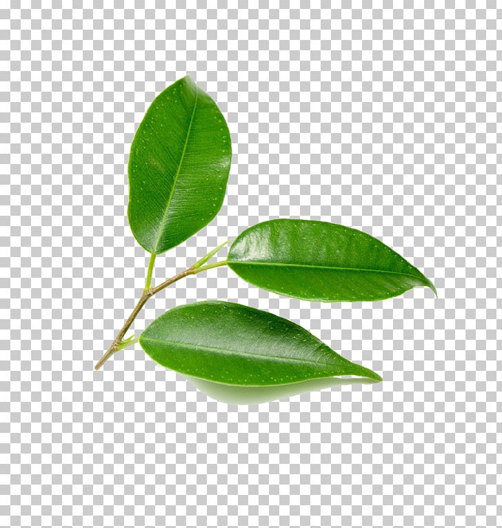 Leaf Green Tree Plant PNG, Clipart, Background Green, Bladnerv, Bonsai, Download, Fall Leaves Free PNG Download