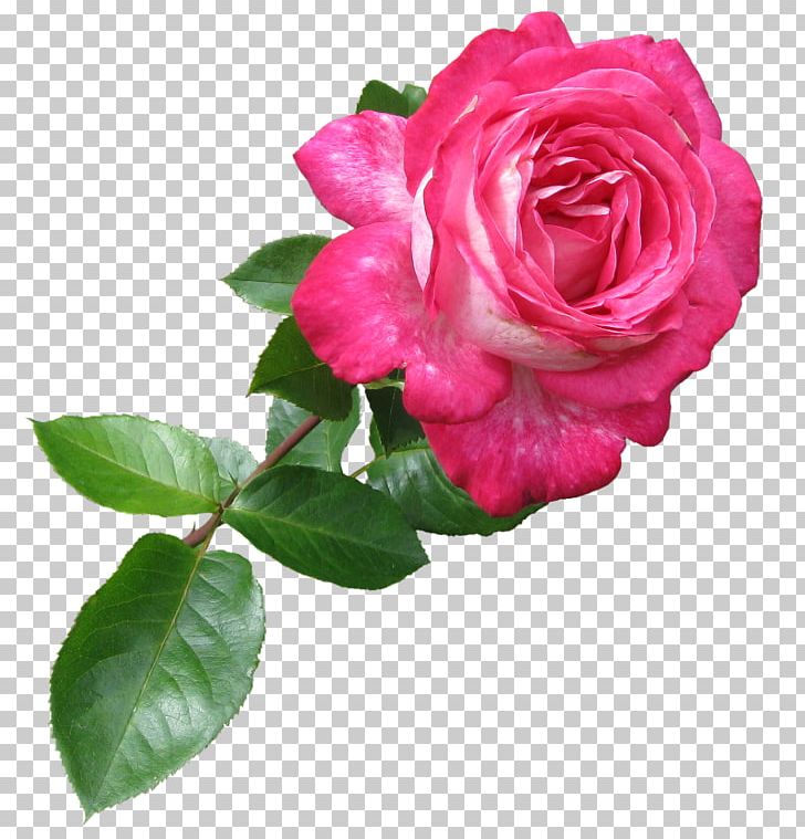 Centifolia Roses Cut Flowers Garden Roses PNG, Clipart, Artificial Flower, Celebrities, Centifolia Roses, China Rose, Chris Pine Free PNG Download