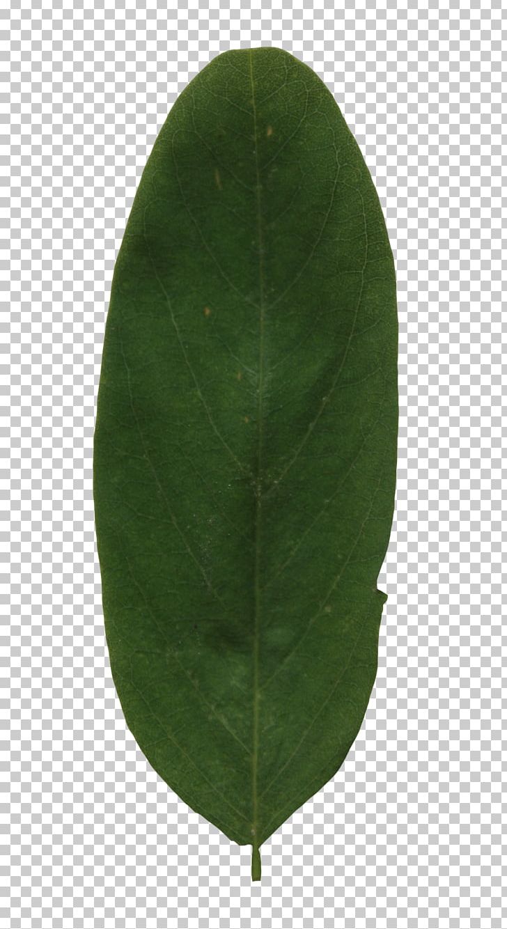 Plant Green Leaf PNG, Clipart, Green, Leaf, Nature, Plant Free PNG Download