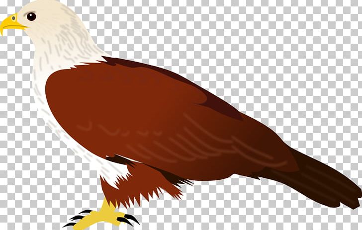 Bird Of Prey Common Myna Brahminy Kite PNG, Clipart, Accipitriformes, Animals, Bald Eagle, Beak, Bird Free PNG Download