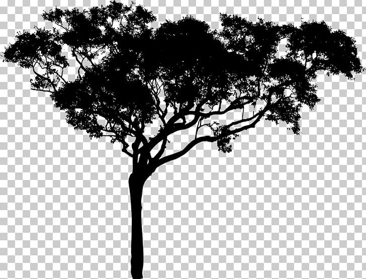 Tree Silhouette Branch PNG, Clipart, Black And White, Branch, Clip Art, Dawn, Drawing Free PNG Download