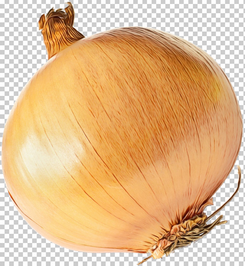 Brown Onion Garlic Winter Squash Plant Commodity PNG, Clipart, Biology, Commodity, Garlic, Onion, Paint Free PNG Download