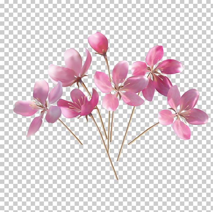 Fiori E Pensieri LAquila PNG, Clipart, Apricot Vector, Artificial Flower, Blossom, Branch, Cherry Blossom Free PNG Download