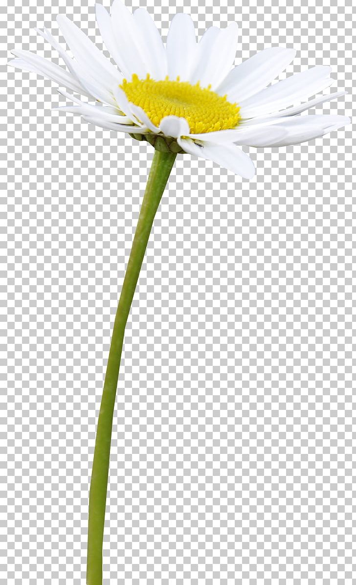 Roman Chamomile German Chamomile Oxeye Daisy Daisy Family Plant PNG, Clipart, Annual Plant, Camomile, Chamaemelum, Chamaemelum Nobile, Daisy Free PNG Download