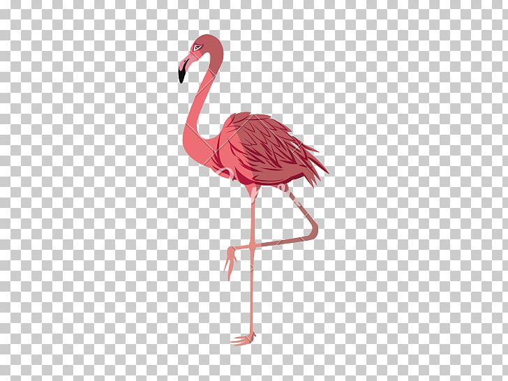 Flamingo Photography PNG, Clipart, Animals, Beak, Bird, Computer Icons, Flamingo Free PNG Download