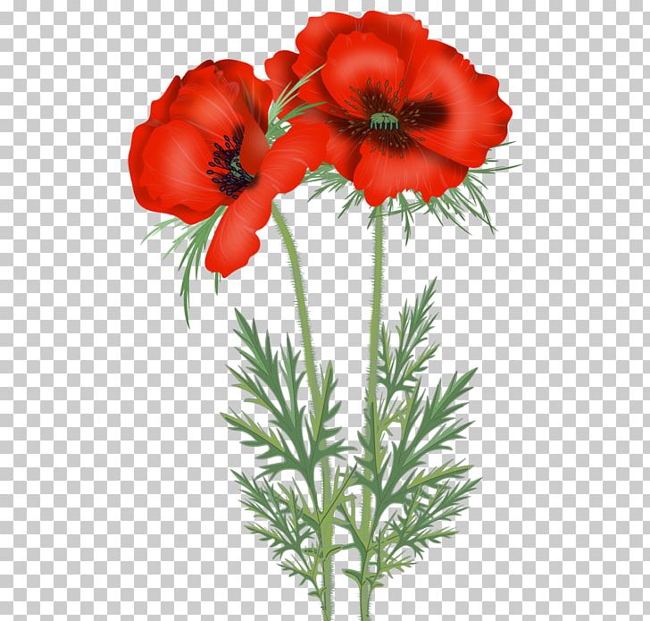 Poppy Cut Flowers PNG, Clipart, Anemone, Annual Plant, Blog, Coquelicot, Cut Flowers Free PNG Download