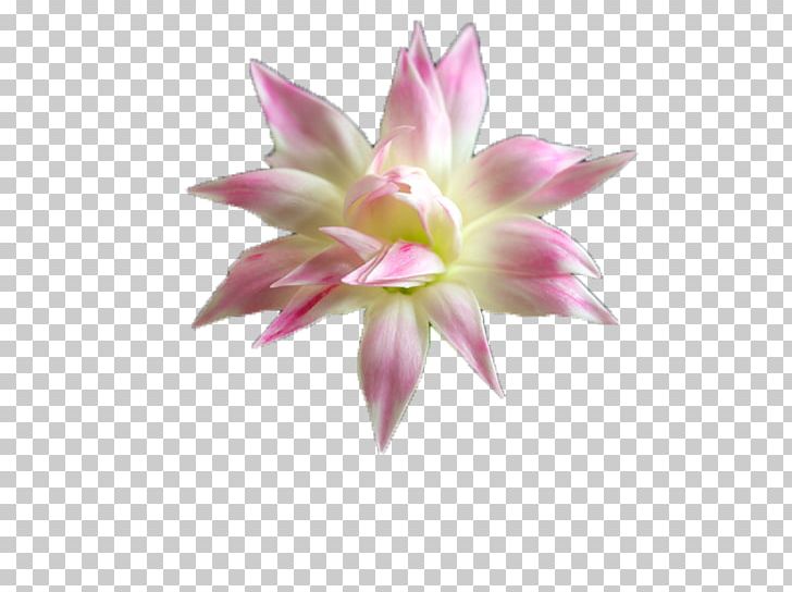 Water Lilies Pygmy Water-lily Nelumbo Nucifera PNG, Clipart, Amaryllis Belladonna, Download, Flora, Flower, Flowering Plant Free PNG Download