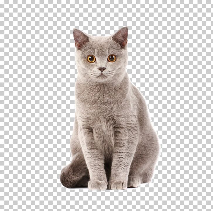 British Shorthair Thai Cat Kitten Cat Food Dog PNG, Clipart, Animal, Animals, Asian, Carnivoran, Cat Like Mammal Free PNG Download