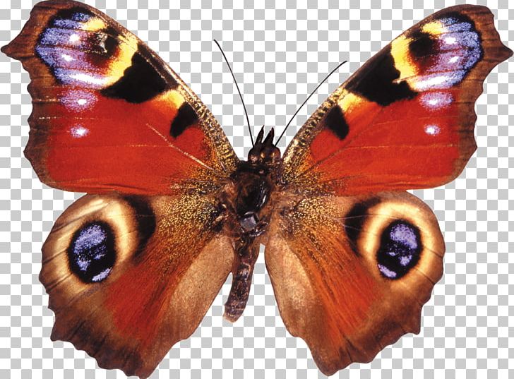 Butterfly Aglais Io Peafowl Inachis Photography PNG, Clipart, Aglais Io, Animal, Arthropod, Brush Footed Butterfly, Butterflies And Moths Free PNG Download