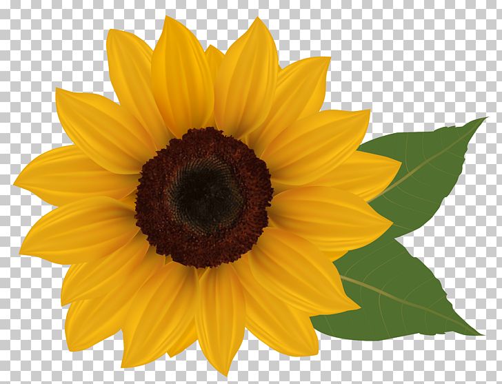 Common Sunflower PNG, Clipart, Clipart, Clip Art, Common Sunflower, Daisy Family, Download Free PNG Download