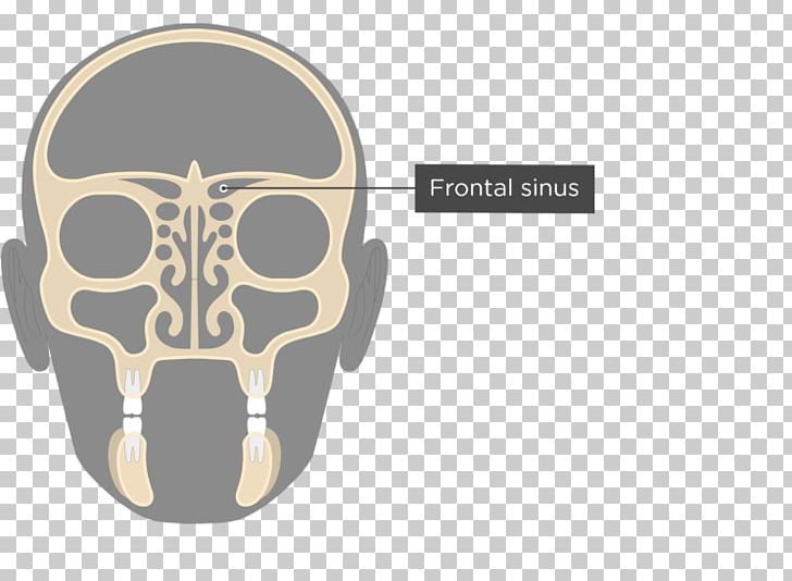 Ethmoid Sinus Ethmoid Bone Paranasal Sinuses Nasal Cavity PNG, Clipart, Bone, Brand, Ethmoid Bone, Ethmoid Sinus, Fantasy Free PNG Download