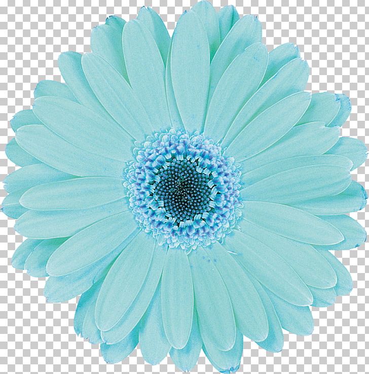 Flower Aqua Baby Shower Blue Photography PNG, Clipart, Aqua, Azure, Baby Shower, Blue, Blume Free PNG Download