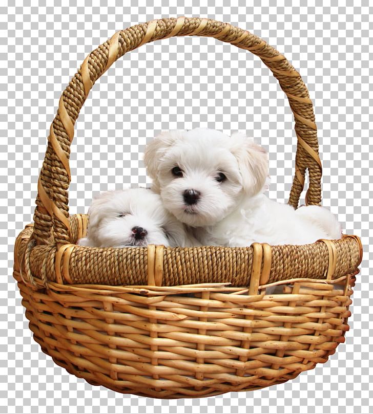 Maltese Dog Bichon Frise Dalmatian Dog Siberian Husky Morkie PNG, Clipart, Animal, Animals, Basket, Bichon Frise, Carnivoran Free PNG Download