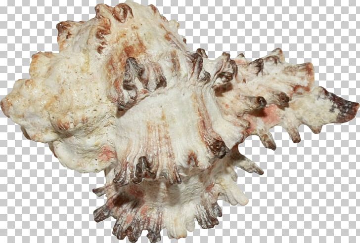 Seashell Conchology Jaw PNG, Clipart, Animal Product, Brown, Brown Background, Brown Conch, Conch Free PNG Download