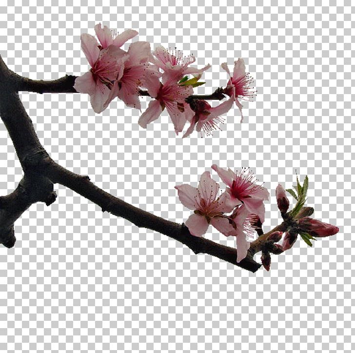Cherry Blossom Peach Blossom Google S PNG, Clipart, Blossom, Blossoms, Book, Branch, Cherry Blossom Free PNG Download