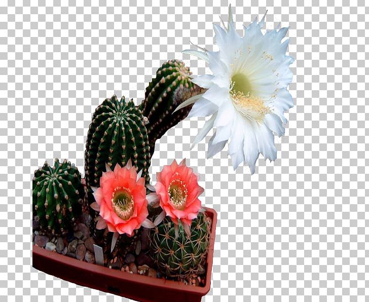 Flower Garden Houseplant Blossom Flowerpot PNG, Clipart, Anemone, Blog, Blossom, Cactaceae, Cactus Free PNG Download