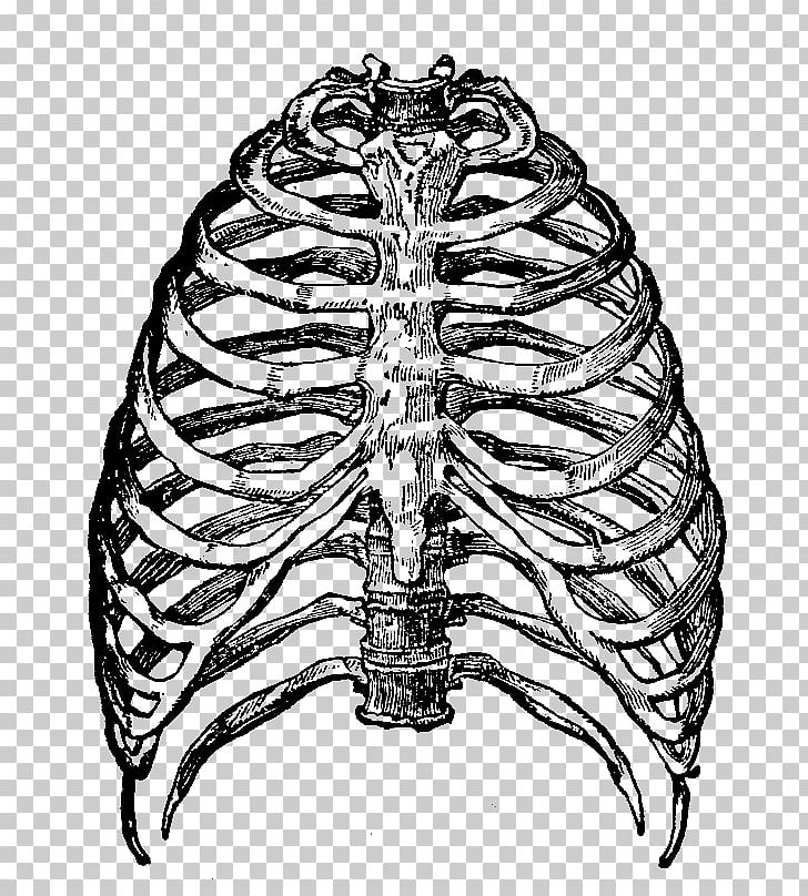 Rib Cage Human Skeleton PNG, Clipart, Anatomy, Black And White, Bone, Flat Bone, Head Free PNG Download