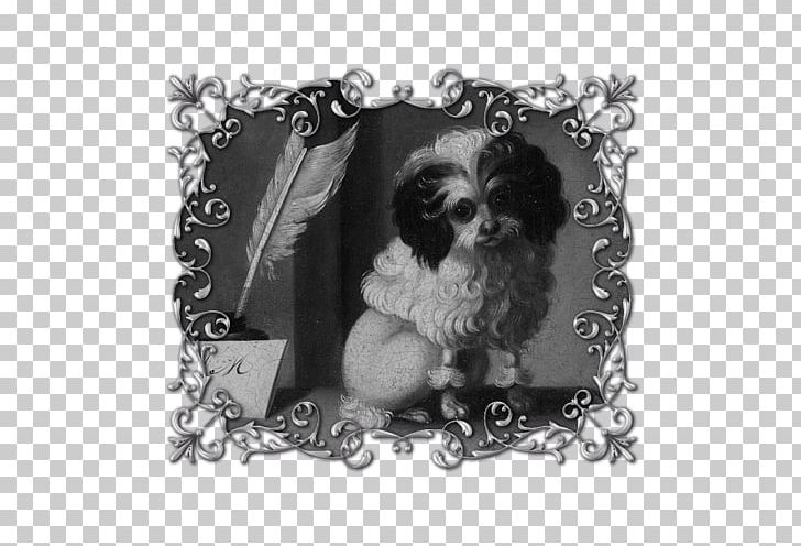 23+ Shih Tzu Maltese Dog Black And White