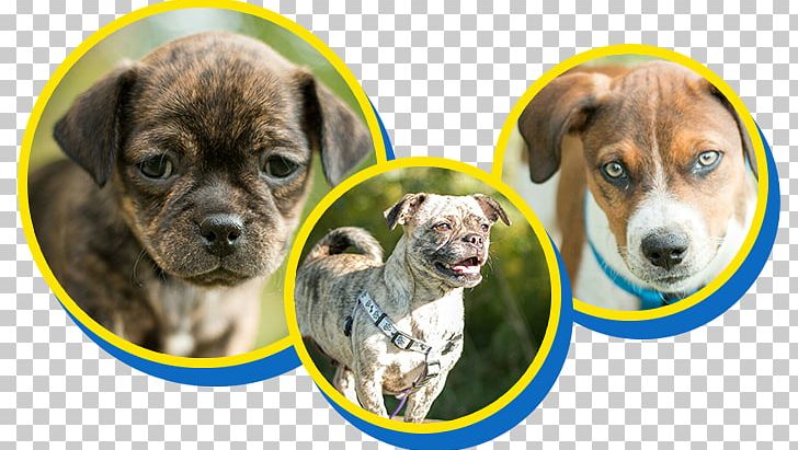 Dog Breed Puppy Cat Animal Shelter PNG, Clipart, Adoption, Animal, Animal Rescue Group, Animal Shelter, Carnivoran Free PNG Download