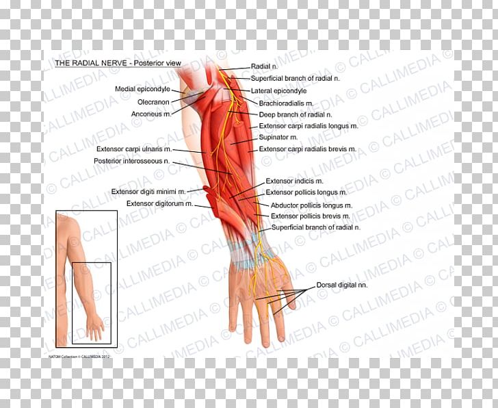 Thumb Radial Nerve Abductor Pollicis Longus Muscle Radial Artery PNG, Clipart, Abdomen, Abductor Pollicis Longus Muscle, Anatomy, Angle, Arm Free PNG Download