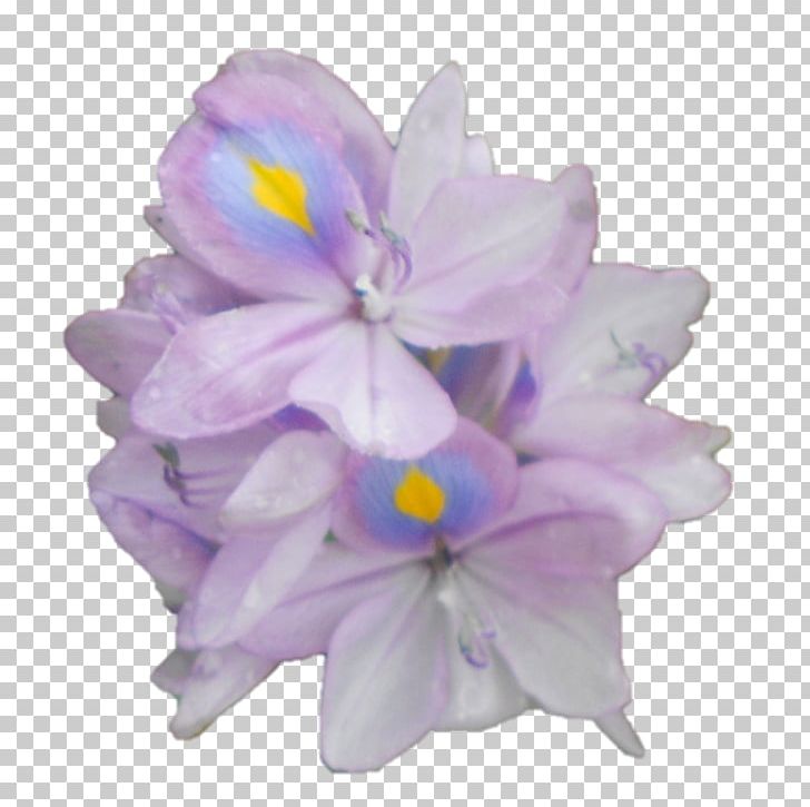 Hyacinth Violet Herbaceous Plant Family PNG, Clipart, Belur Math, Family, Flower, Flowering Plant, Herbaceous Plant Free PNG Download