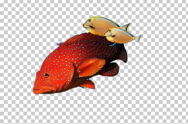 Ornamental Fish PNG, Clipart, Animals, Animation, Beak, Beauty, Beauty Salon Free PNG Download