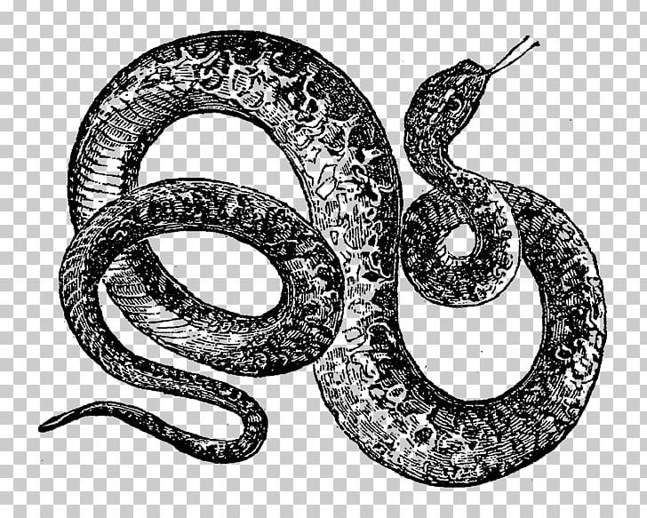 Rattlesnake Reptile Drawing Vipers PNG, Clipart, Animal, Animals, Black And White, Boa Constrictor, Boas Free PNG Download