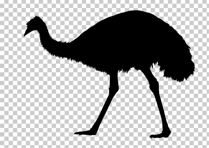 Common Ostrich Emu War Silhouette PNG, Clipart, Absorb, Aftermath, Animals, Animal Silhouettes, Beak Free PNG Download