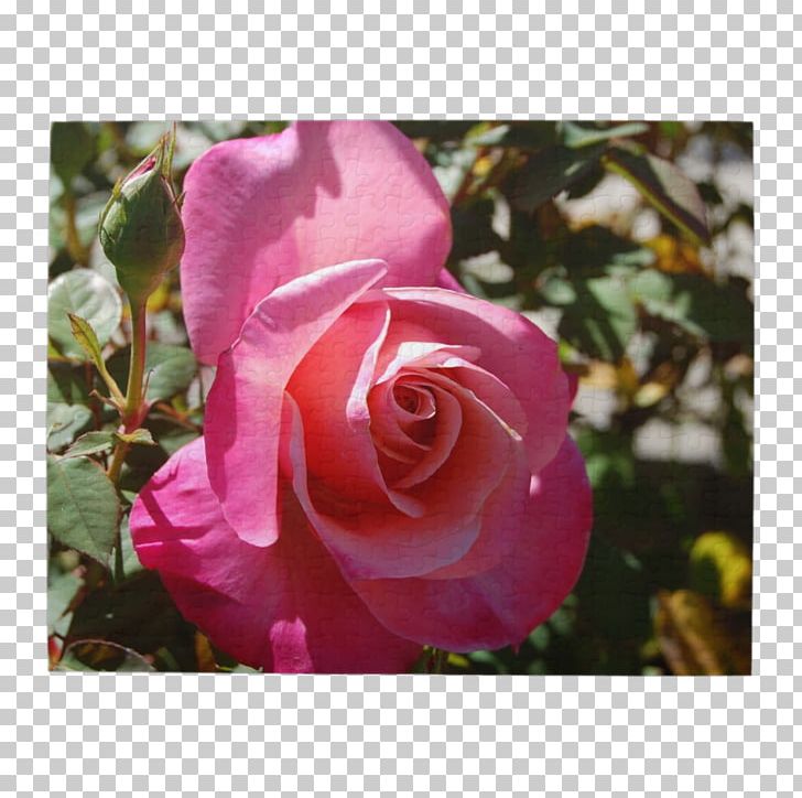 Floribunda Cabbage Rose Garden Roses Memorial Rose Sasanqua Camellia PNG, Clipart, Bud, Camellia, Camellia Sasanqua, China Rose, Chinese Cuisine Free PNG Download