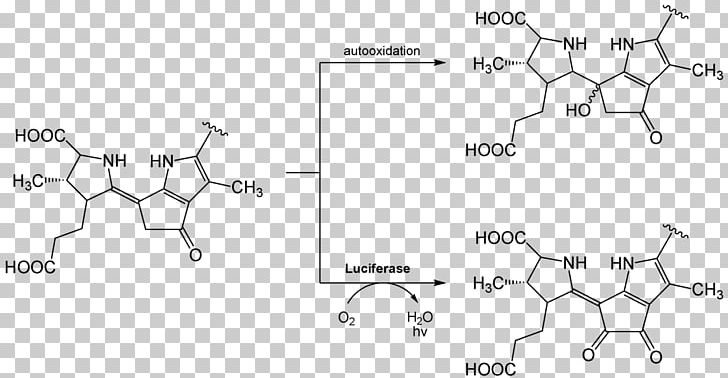 Light Luciferin Luciferase Bioluminescence Chemical Reaction PNG, Clipart, Angle, Area, Auto Part, Bioluminescence, Black And White Free PNG Download