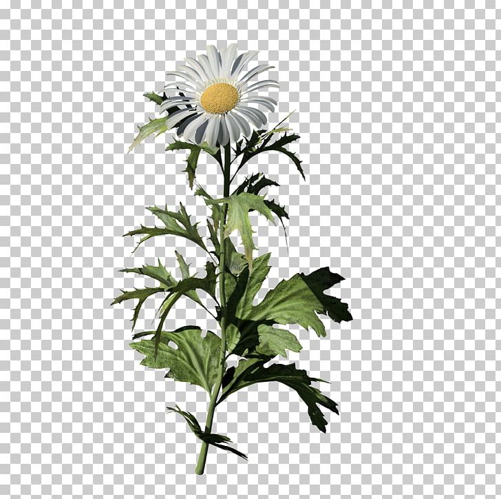 Oxeye Daisy Common Daisy SpeedTree Low Poly Chamomile PNG, Clipart, 8k Resolution, Asterales, Chamomile, Chrysanthemum, Chrysanths Free PNG Download