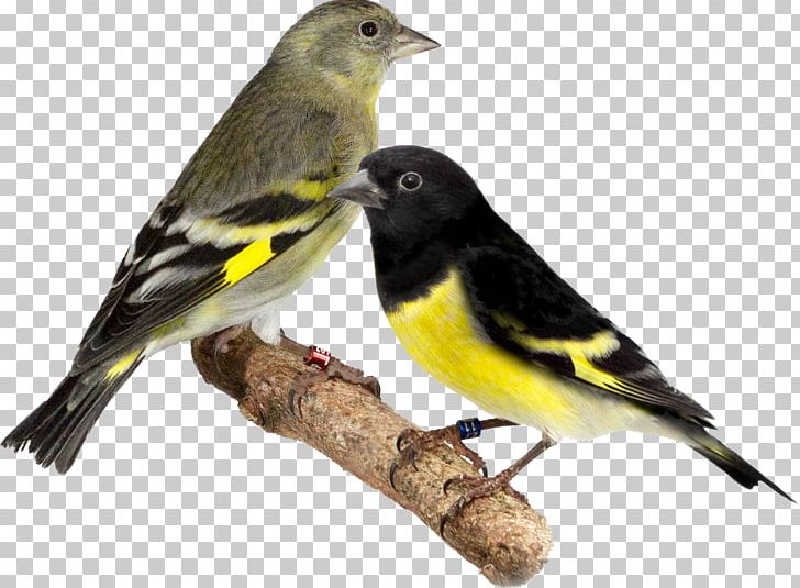 Domestic Canary Bird Brambling Passerine Yellow-bellied Siskin PNG, Clipart, American Goldfinch, Animals, Beak, Bird, Brambling Free PNG Download