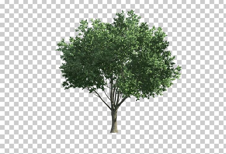 Olive Drawing PNG, Clipart, Agac, Agac Resimleri, Branch, Can Stock Photo, Drawing Free PNG Download