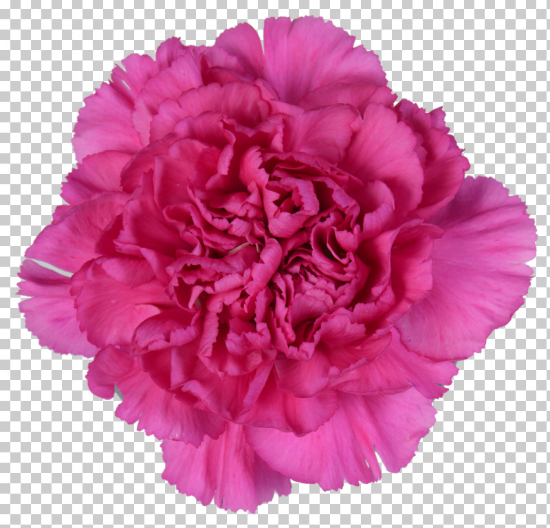 Pink Flower Petal Carnation Plant PNG, Clipart, Carnation, Chinese Peony, Common Peony, Cut Flowers, Dianthus Free PNG Download