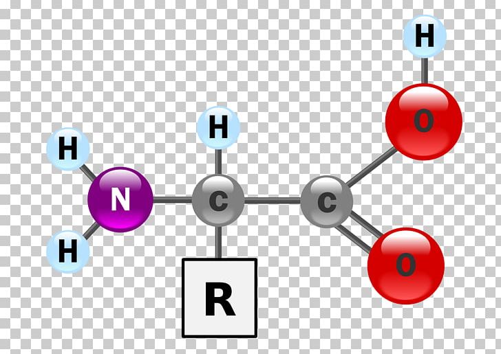 Amino Acid Amine Side Chain Protein Primary Structure PNG, Clipart, Acid, Amino, Angle, Area, Body Jewelry Free PNG Download