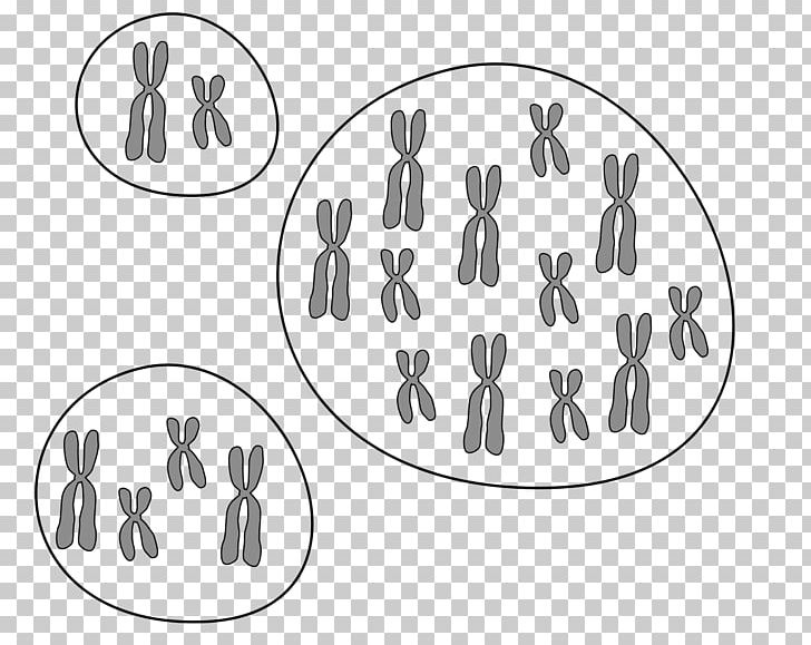 Poliploidalność Ploidy Aploidia Cell Diploidi PNG, Clipart, Angle, Biology, Black And White, Brand, Cell Free PNG Download
