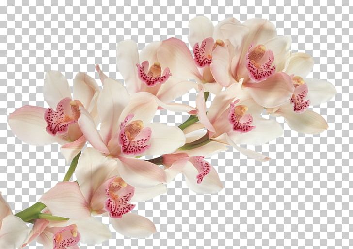 Cattleya Trianae Dancing-lady Orchid Flower Moth Orchids Desktop PNG, Clipart, Artificial Flower, Blossom, Cattleya Orchids, Cattleya Trianae, Cdr Free PNG Download