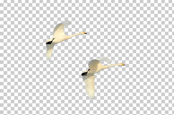 Duck Cygnini Goose Sky PNG, Clipart, Animal, Beak, Bird, Cloud, Cygnini Free PNG Download